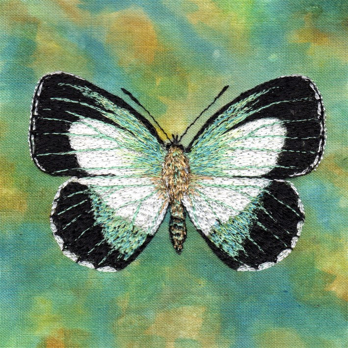 Butterfly Study  3