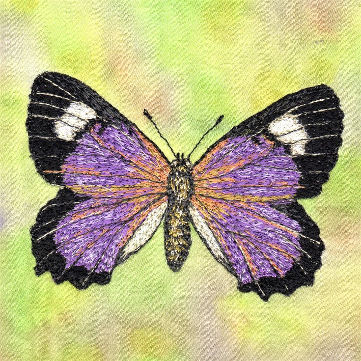Butterfly Study  6