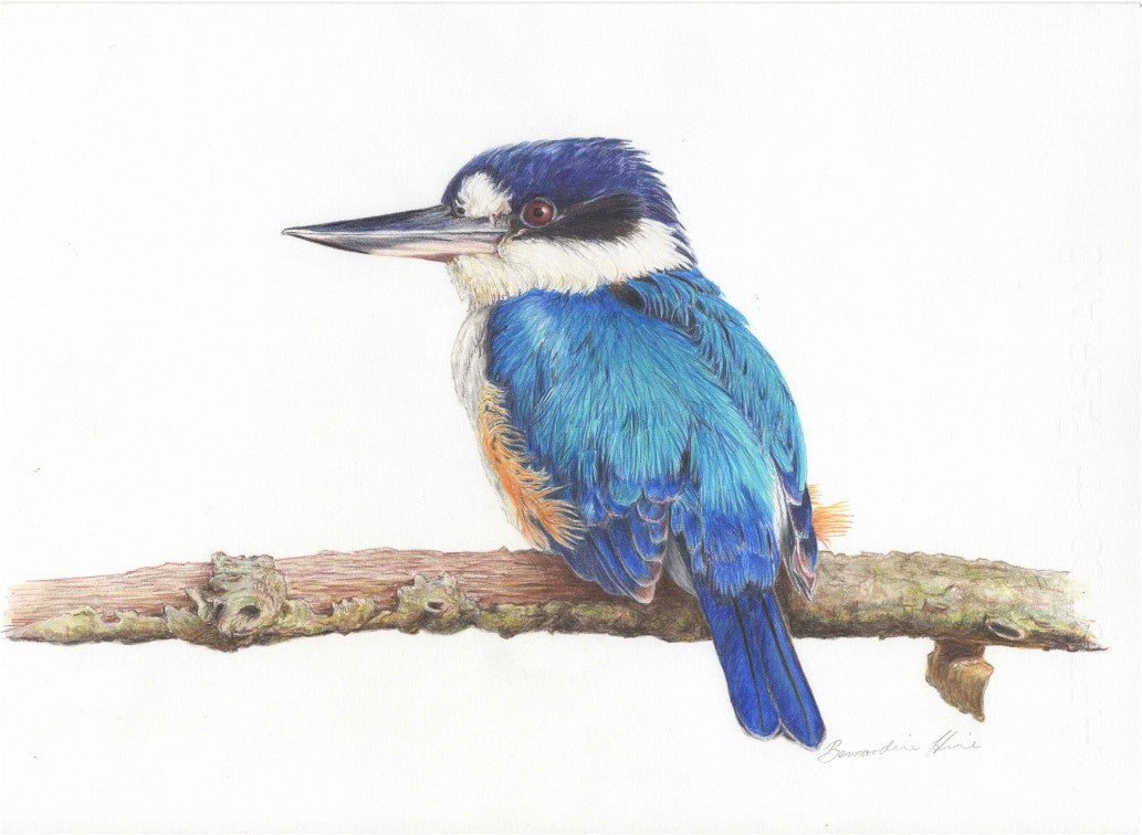 Forest Kingfisher Watching