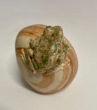 Load image into Gallery viewer, Emerald Spotted Tree Frog
