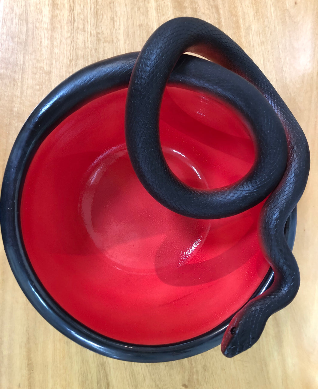 Red Belly Black Snake Bowl