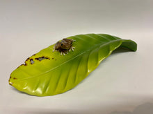 Load image into Gallery viewer, Large Leaf with Frog
